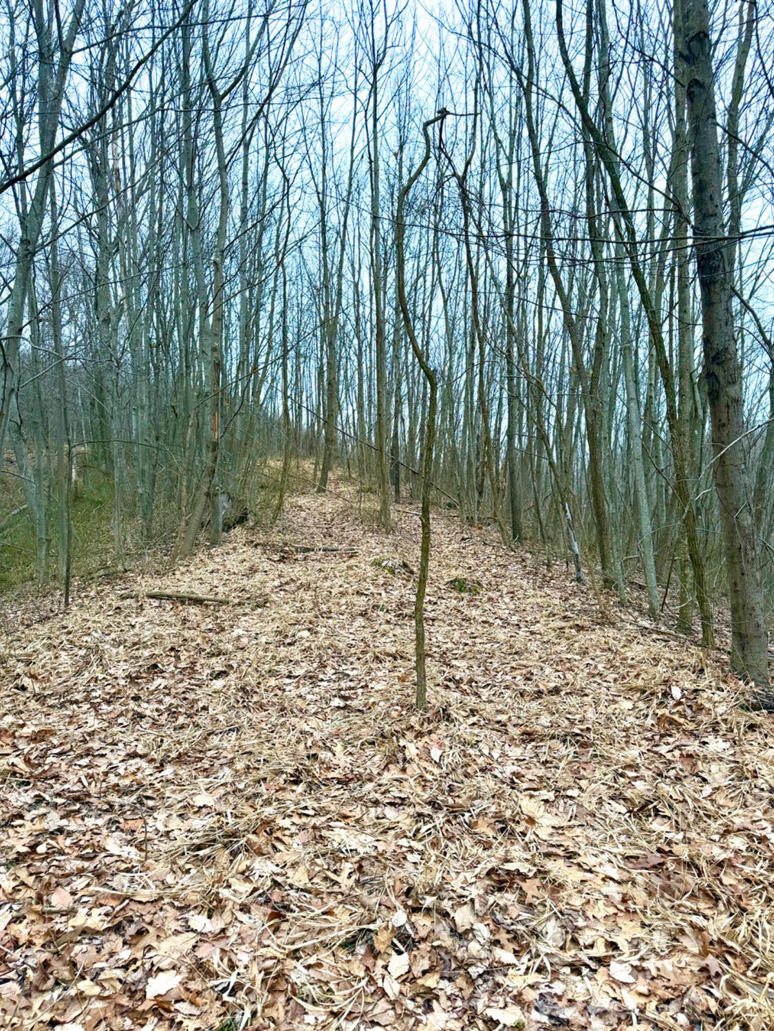 Straight Creek Road, Jackson Twp, OH, 45613 — photo 42