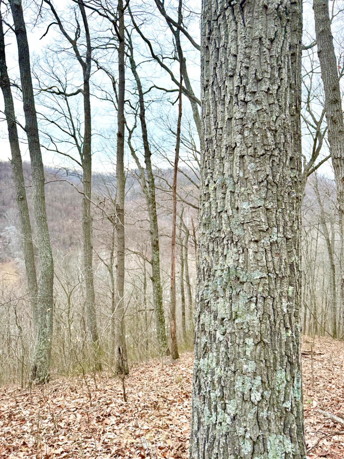 Straight Creek Road, Jackson Twp, OH, 45613 — photo 2