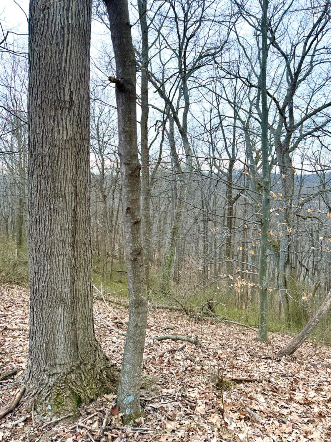Straight Creek Road, Jackson Twp, OH, 45613 — photo 5