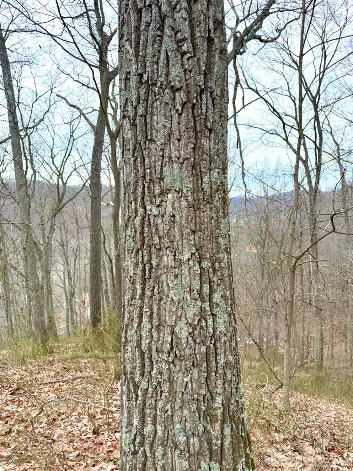 Straight Creek Road, Jackson Twp, OH, 45613 — photo 7