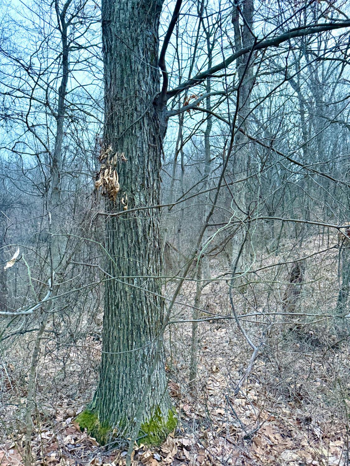 Straight Creek Road, Jackson Twp, OH, 45613 — photo 57