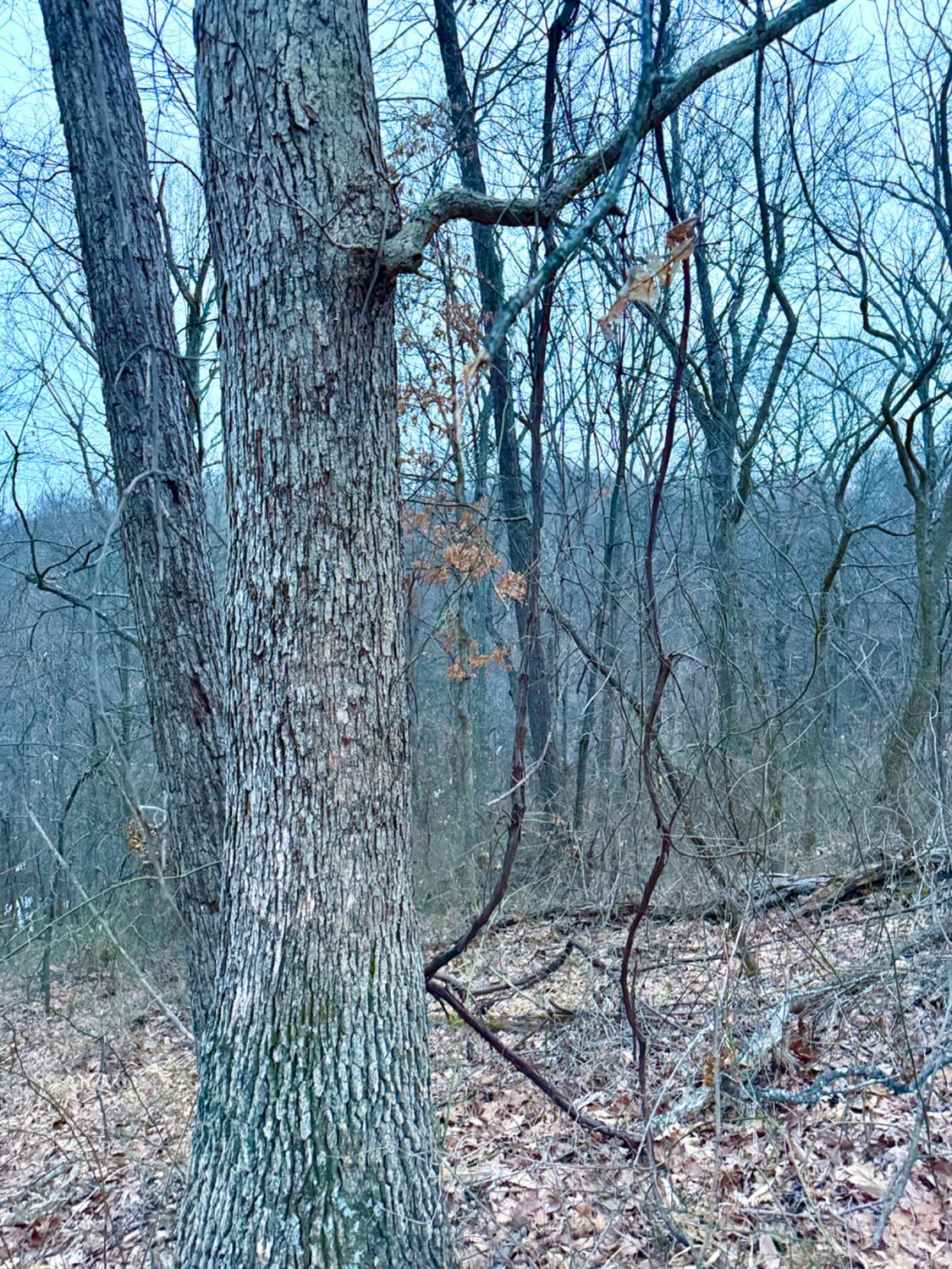 Straight Creek Road, Jackson Twp, OH, 45613 — photo 53
