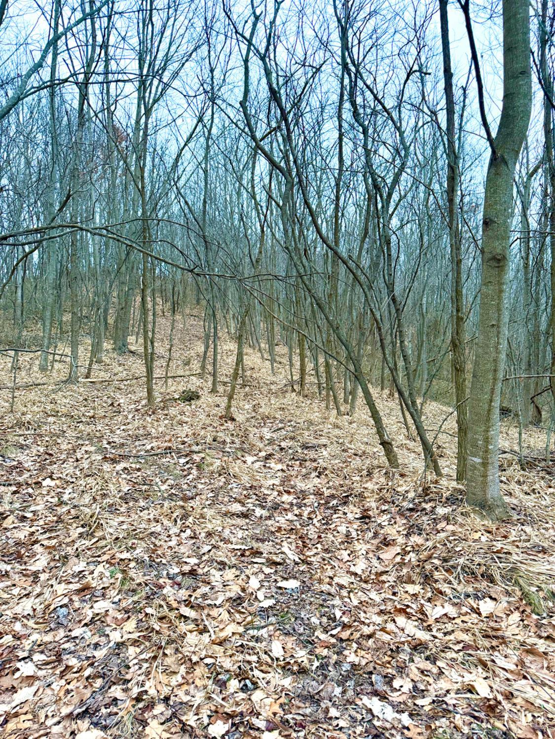 Straight Creek Road, Jackson Twp, OH, 45613 — photo 44