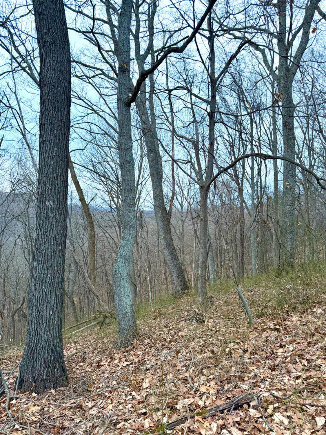 Straight Creek Road, Jackson Twp, OH, 45613 — photo 45