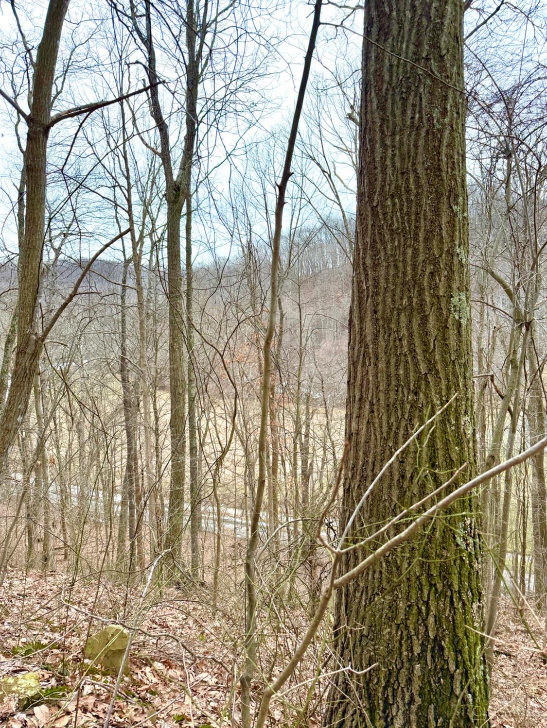 Straight Creek Road, Jackson Twp, OH, 45613 — photo 33