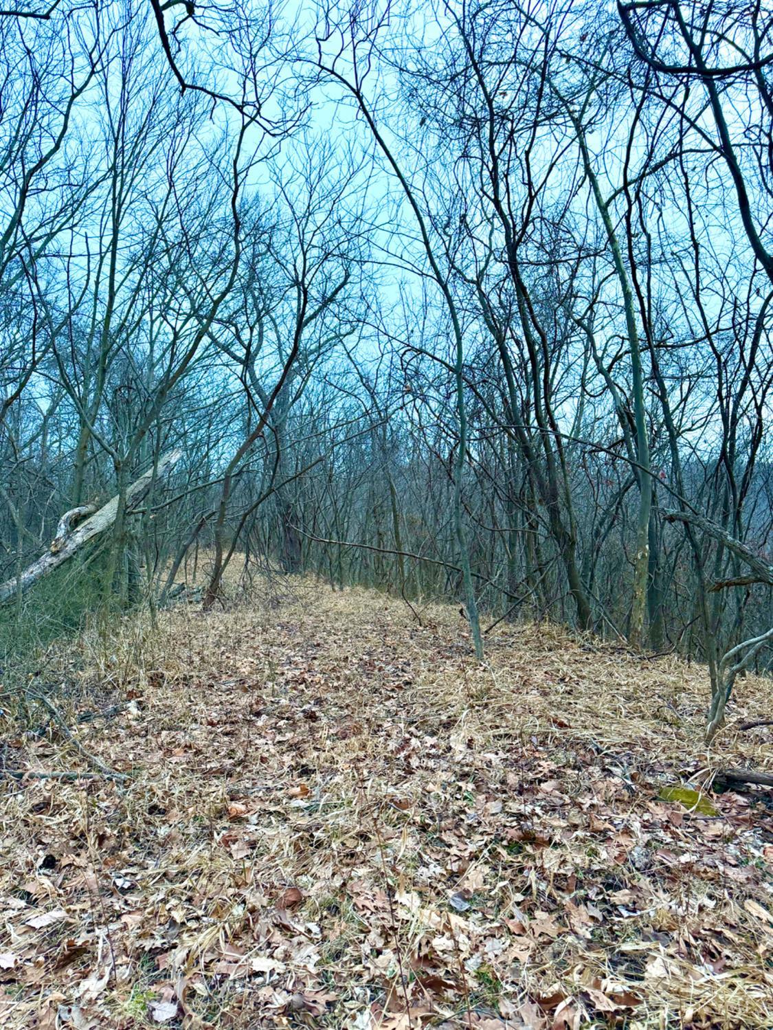 Straight Creek Road, Jackson Twp, OH, 45613 — photo 17