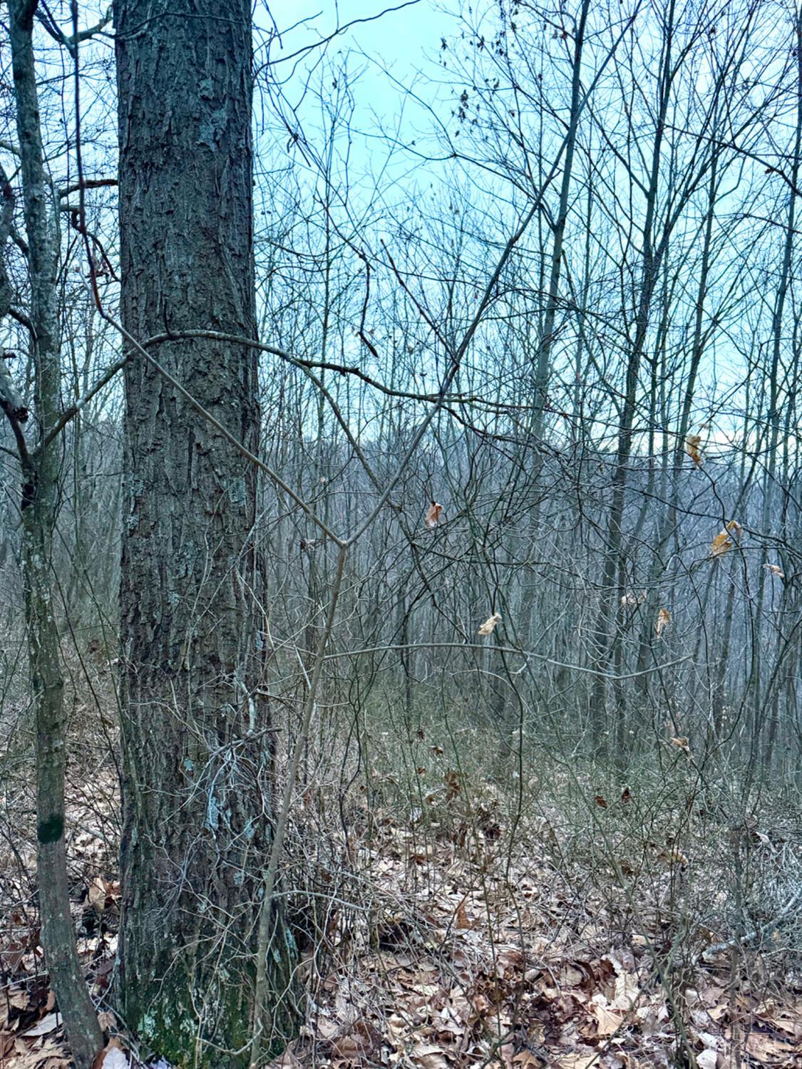 Straight Creek Road, Jackson Twp, OH, 45613 — photo 62