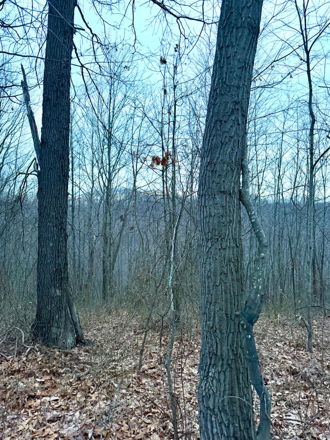 Straight Creek Road, Jackson Twp, OH, 45613 — photo 66