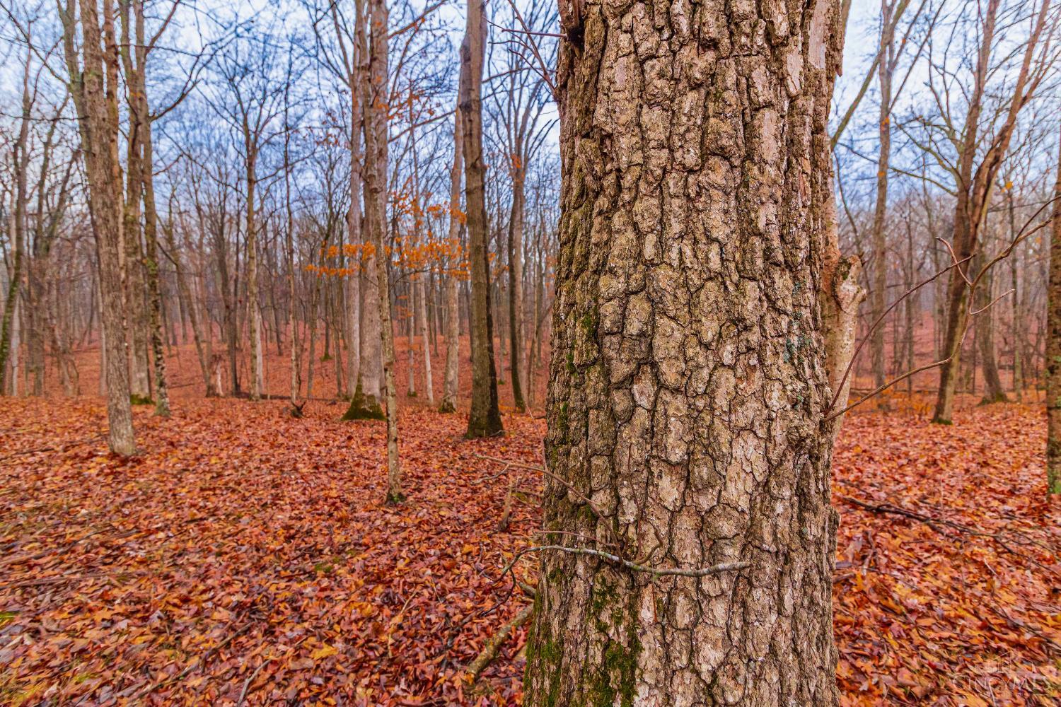 Rear Greenbrier Road, Seaman, OH, 45679 — photo 25
