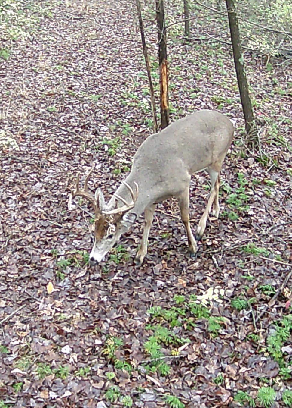 acres Yankeetwon Road, Hamersville, OH, 45130 — photo 8