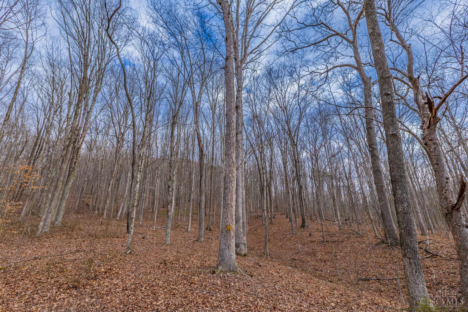 1620 Coffee Hollow Road, Peebles, OH, 45660 — photo 28
