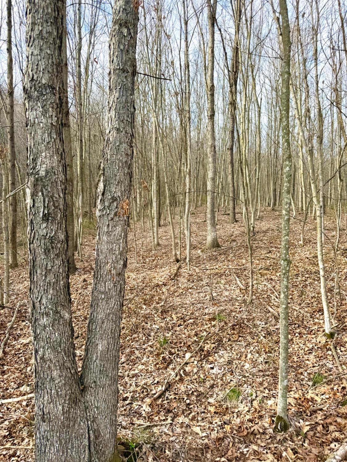 Fyffe Hollow Road, Franklin Twp, OH, 45601 — photo 88