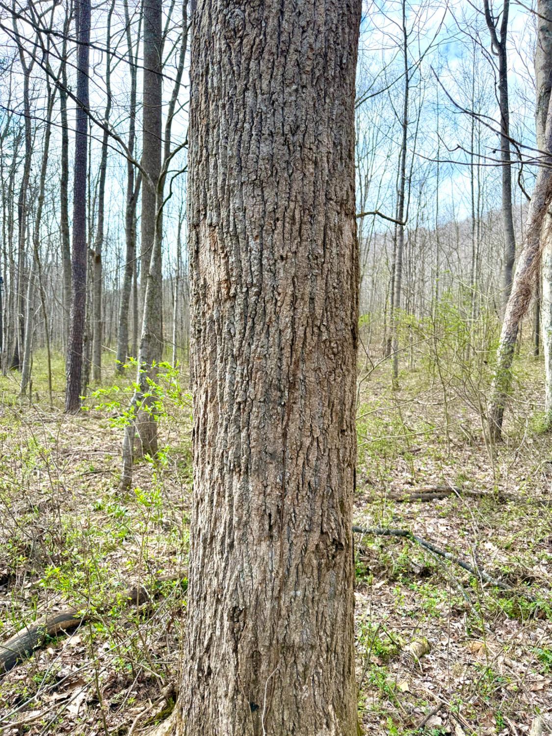 Fyffe Hollow Road, Franklin Twp, OH, 45601 — photo 62