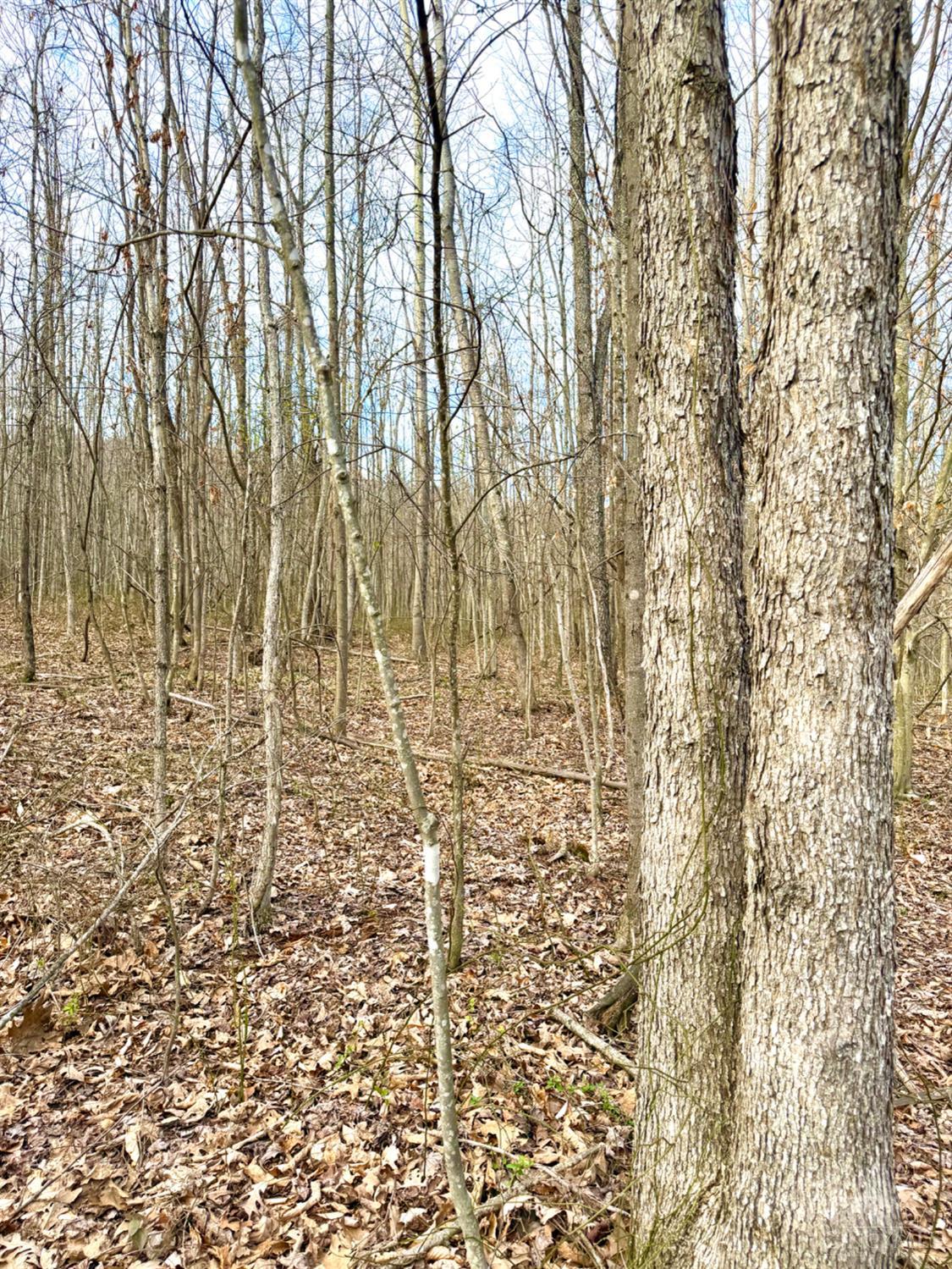 Fyffe Hollow Road, Franklin Twp, OH, 45601 — photo 23