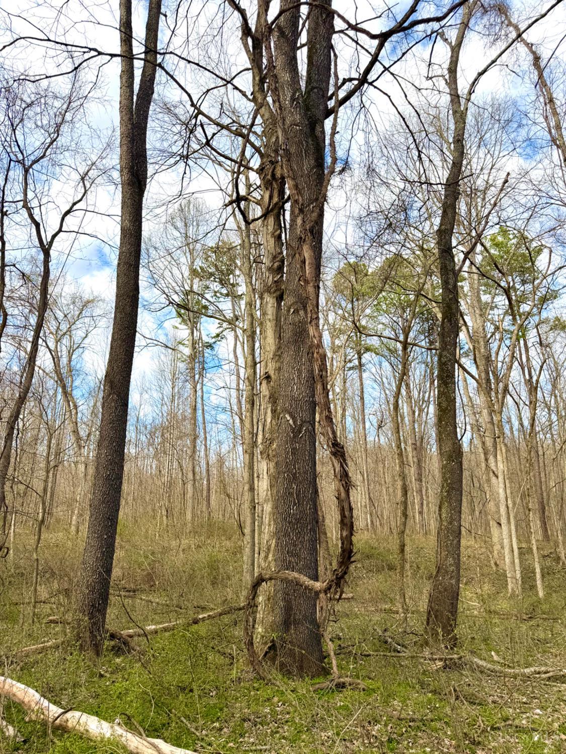 Fyffe Hollow Road, Franklin Twp, OH, 45601 — photo 14