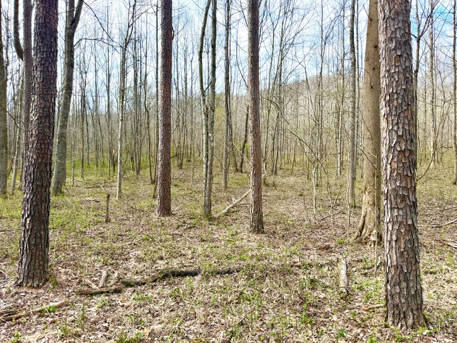 Fyffe Hollow Road, Franklin Twp, OH, 45601 — photo 5