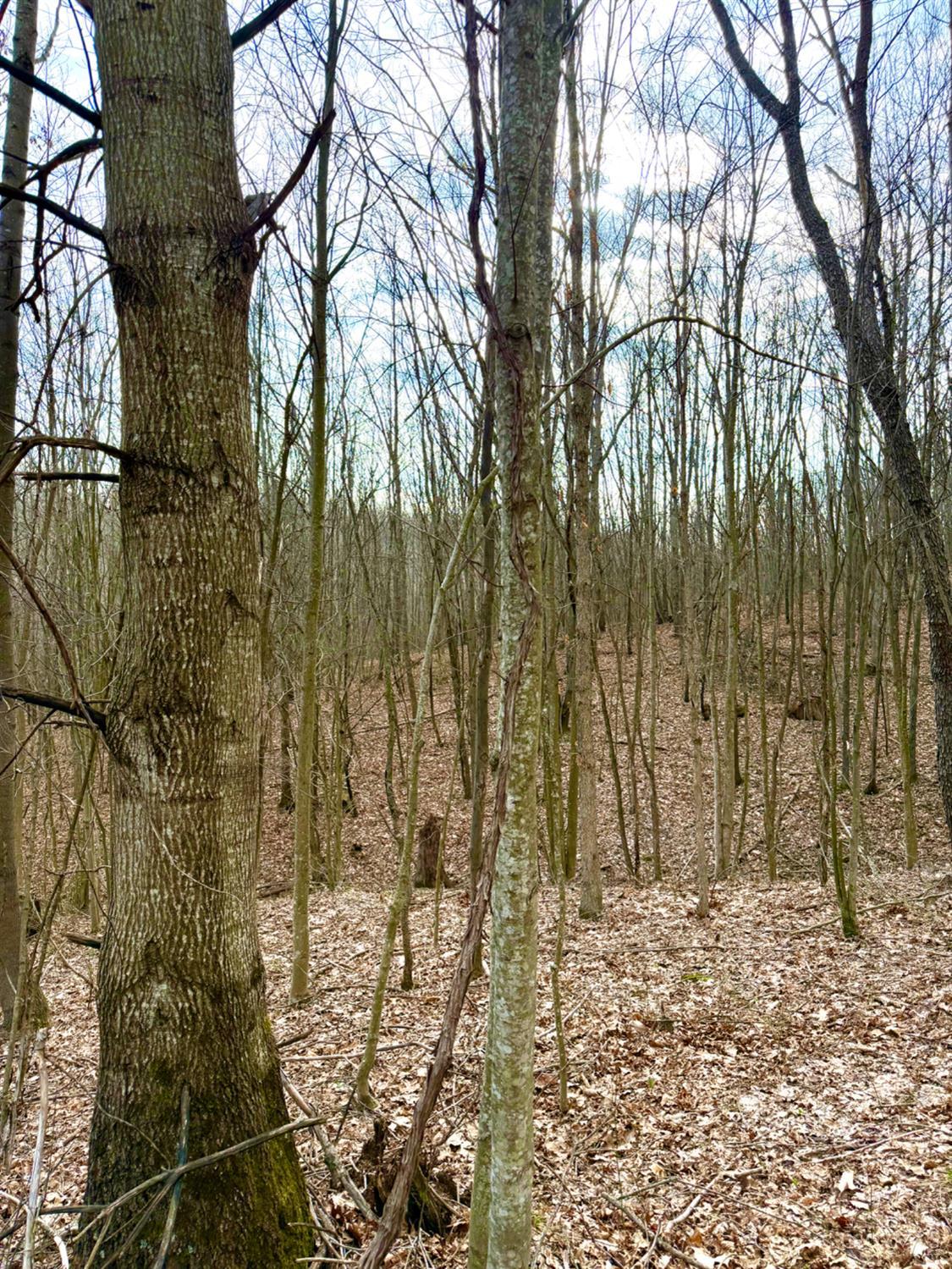 Fyffe Hollow Road, Franklin Twp, OH, 45601 — photo 89