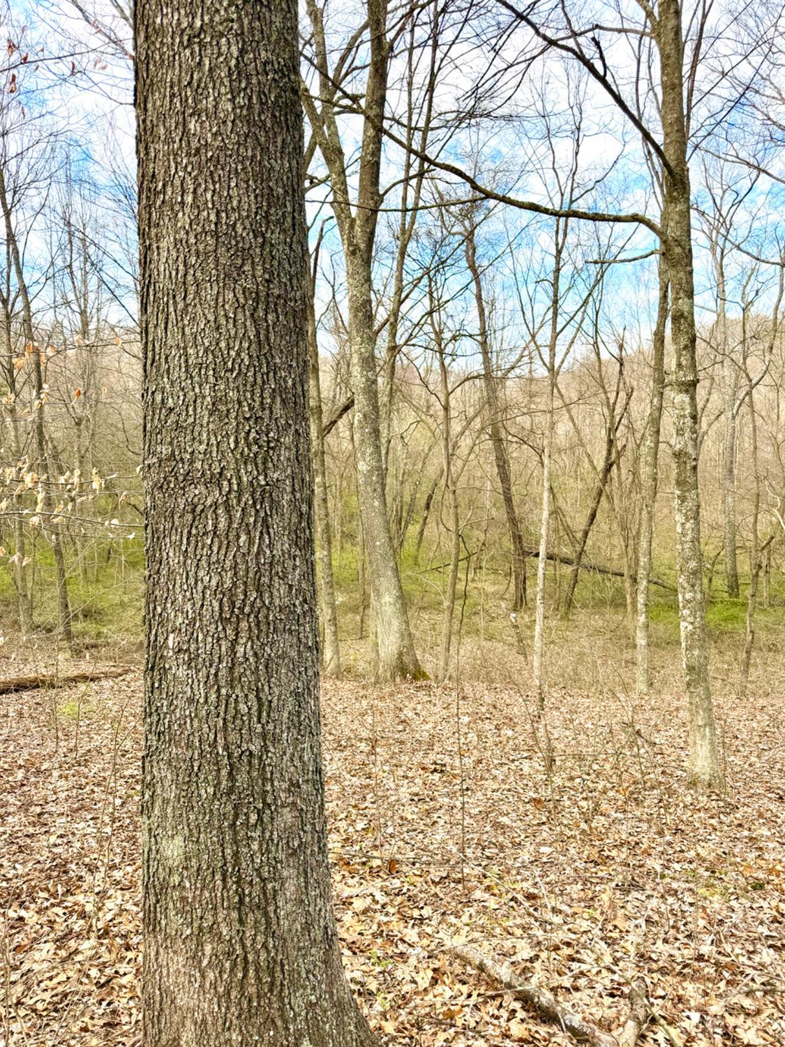 Fyffe Hollow Road, Franklin Twp, OH, 45601 — photo 9