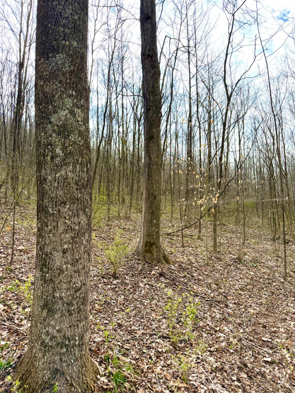Fyffe Hollow Road, Franklin Twp, OH, 45601 — photo 75