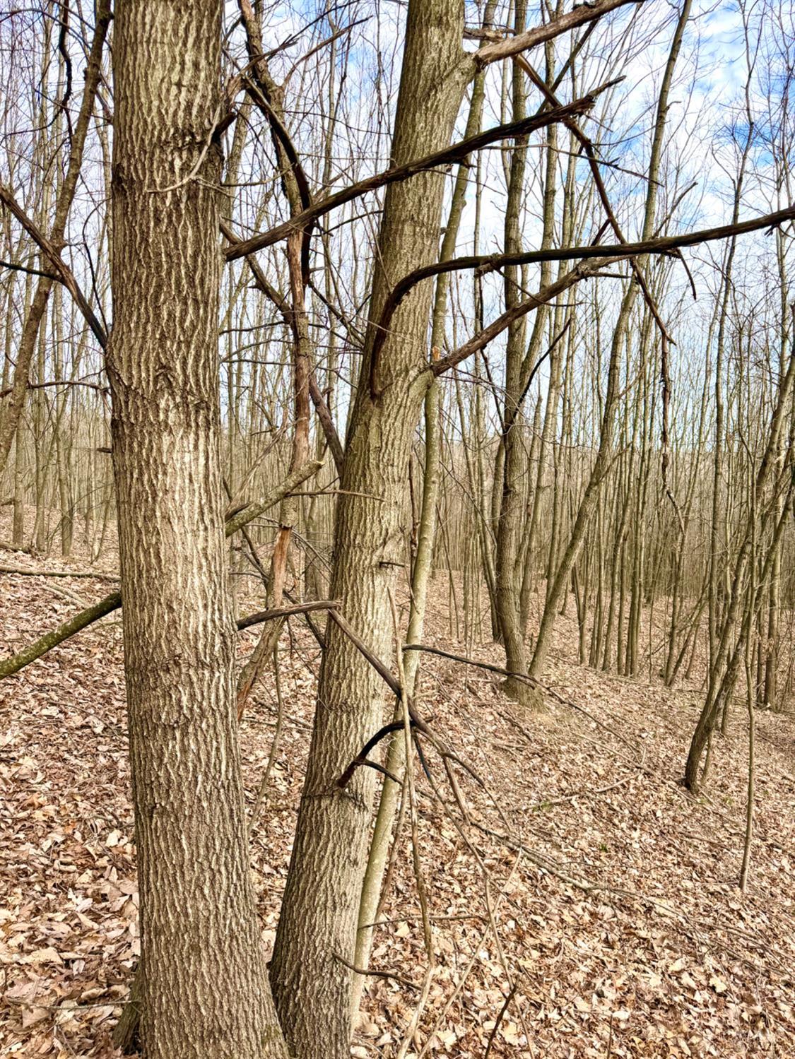Fyffe Hollow Road, Franklin Twp, OH, 45601 — photo 48