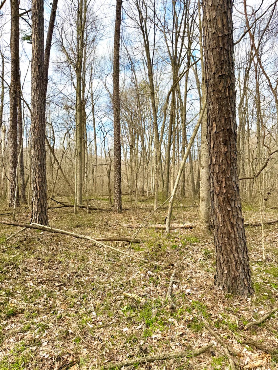 Fyffe Hollow Road, Franklin Twp, OH, 45601 — photo 16