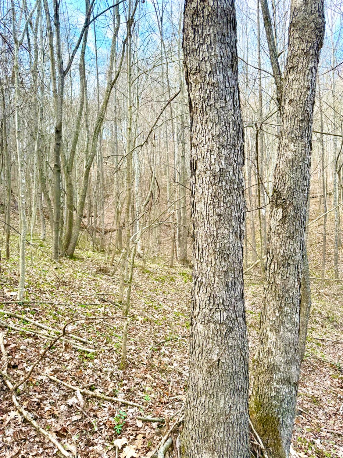 Fyffe Hollow Road, Franklin Twp, OH, 45601 — photo 93