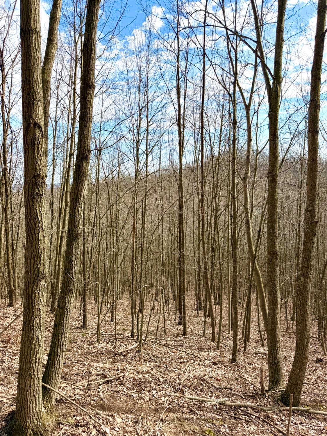 Fyffe Hollow Road, Franklin Twp, OH, 45601 — photo 46
