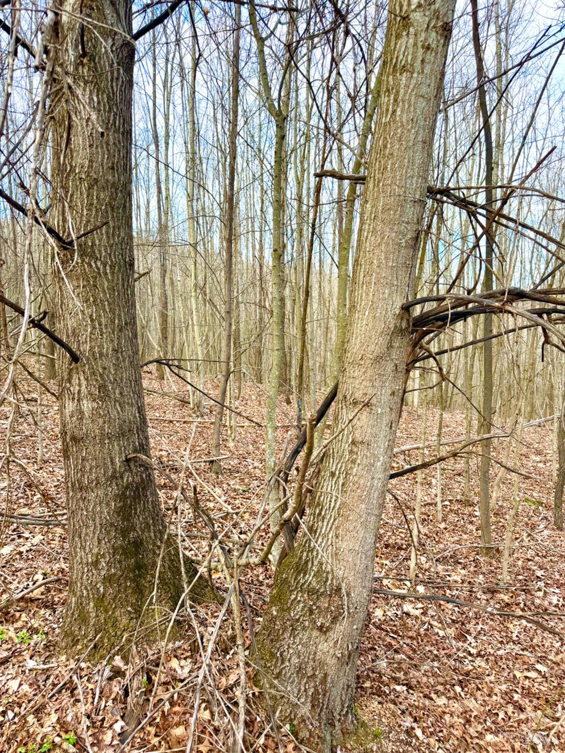 Fyffe Hollow Road, Franklin Twp, OH, 45601 — photo 90