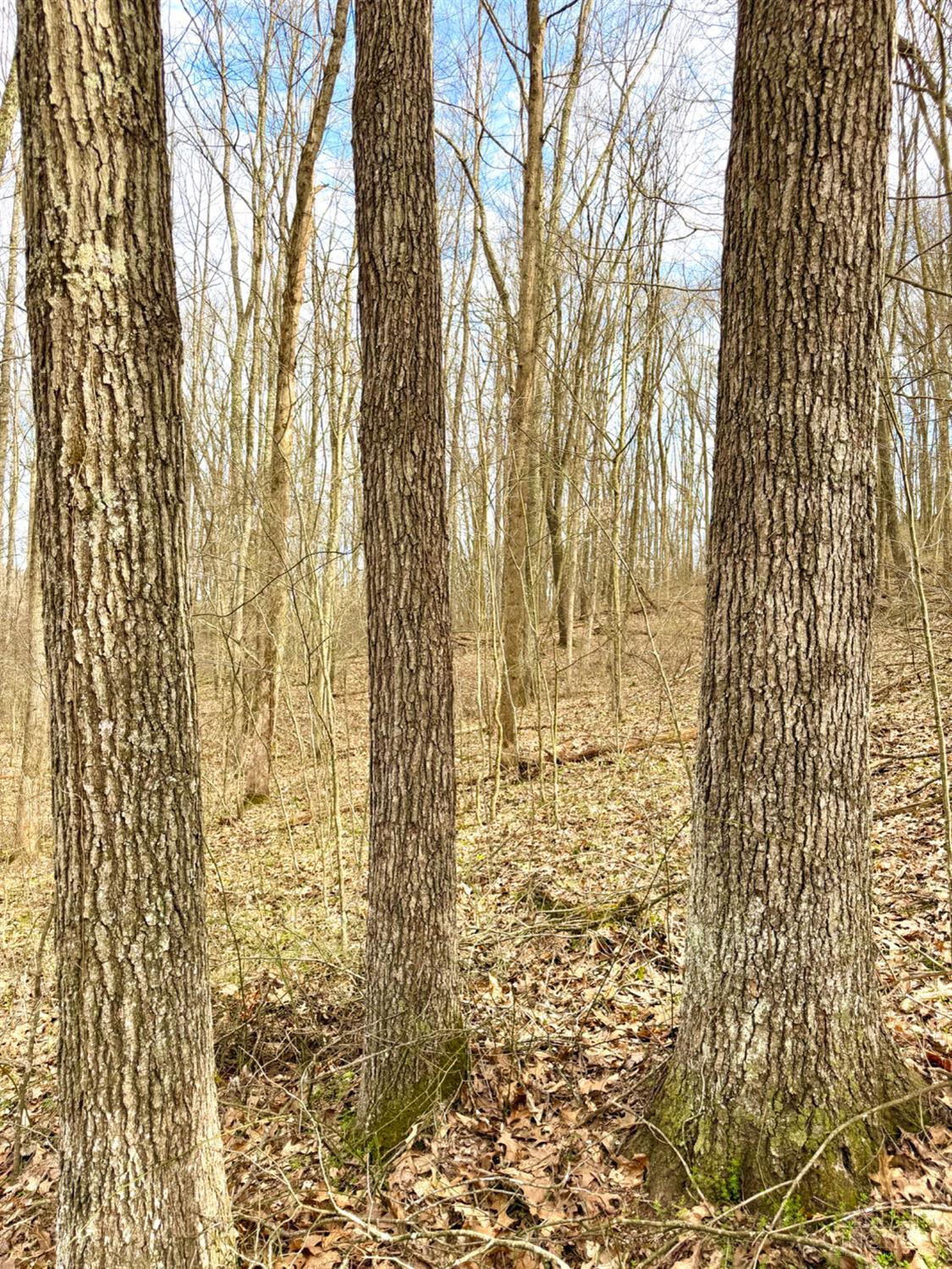Fyffe Hollow Road, Franklin Twp, OH, 45601 — photo 11