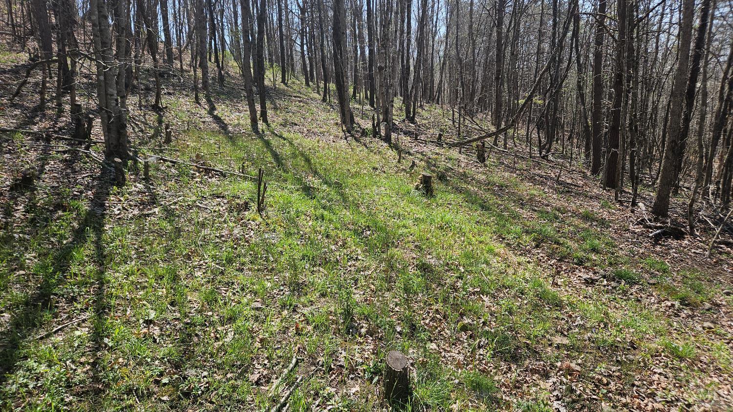Spruce Hollow Road, Madison Twp, OH, 45653 — photo 39