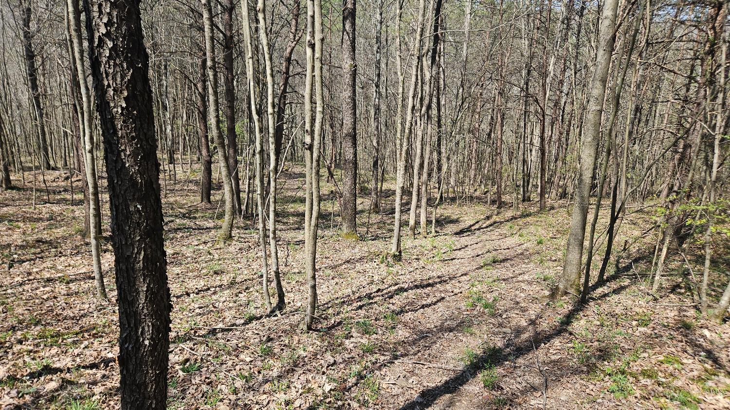 Spruce Hollow Road, Madison Twp, OH, 45653 — photo 15