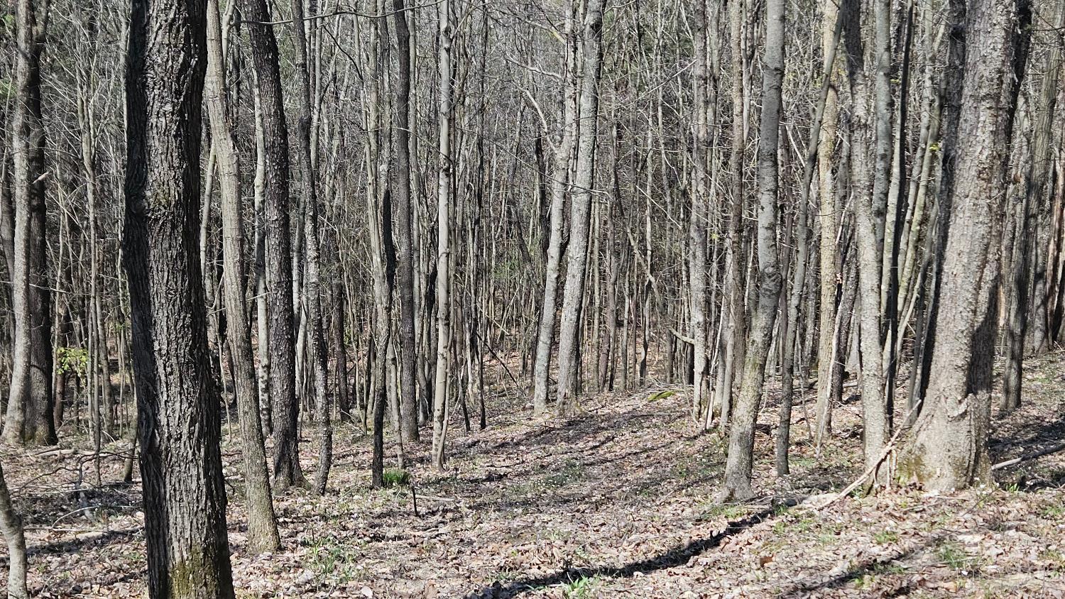 Spruce Hollow Road, Madison Twp, OH, 45653 — photo 37