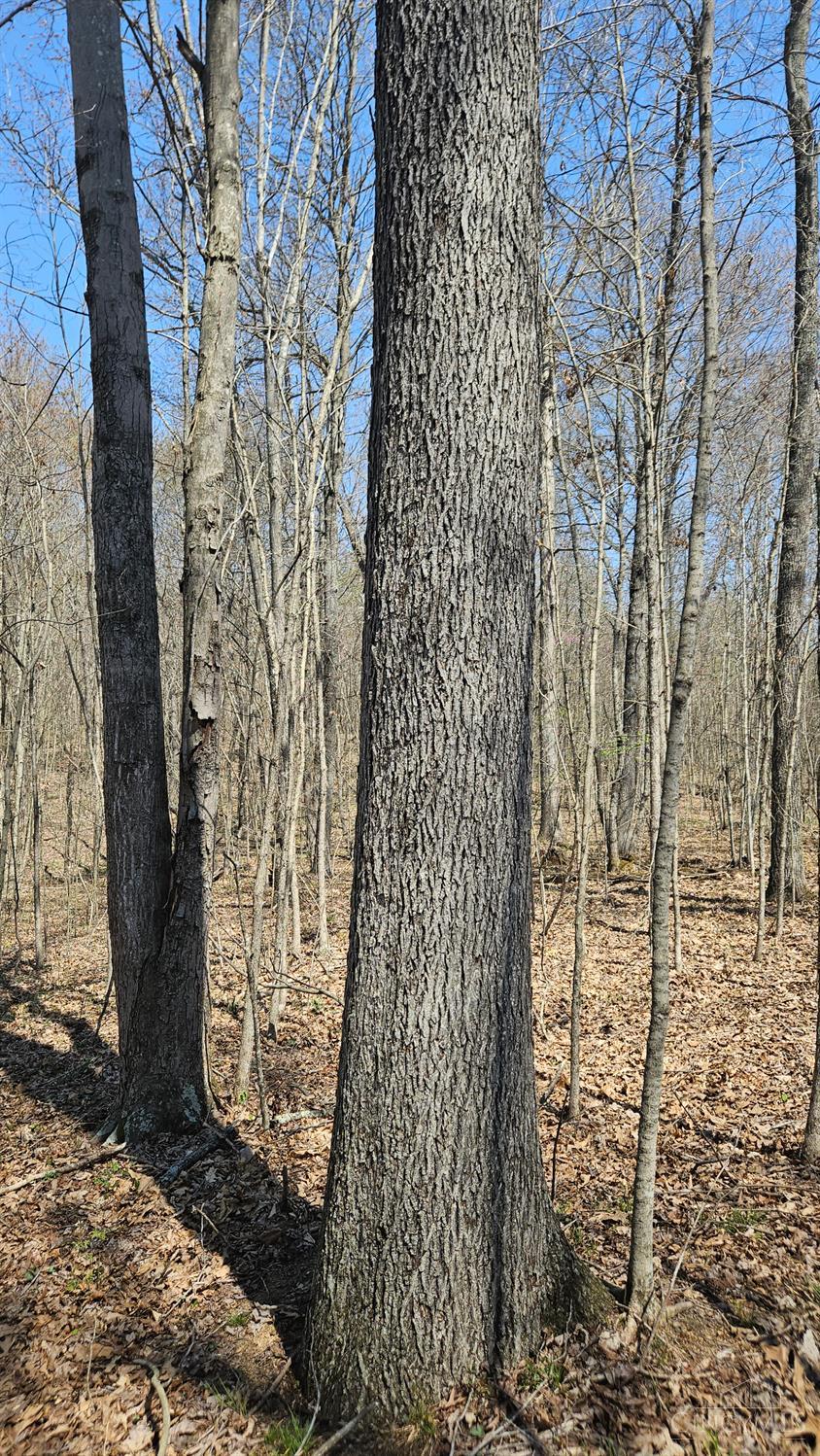 Spruce Hollow Road, Madison Twp, OH, 45653 — photo 28
