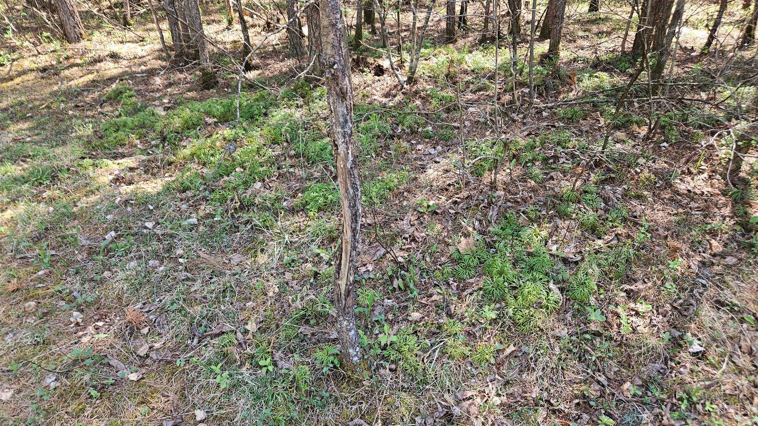 Spruce Hollow Road, Madison Twp, OH, 45653 — photo 13