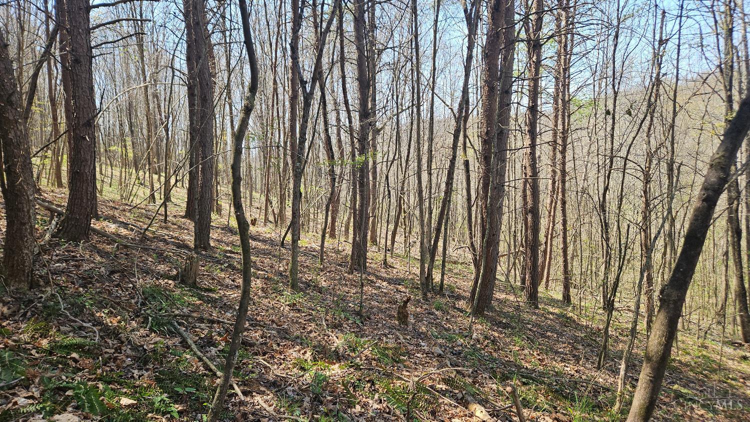 Spruce Hollow Road, Madison Twp, OH, 45653 — photo 14
