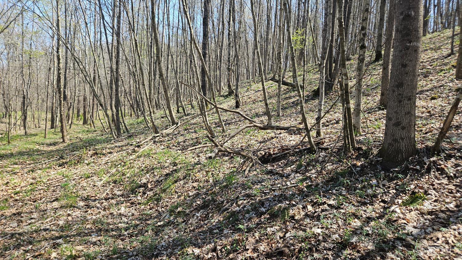 Spruce Hollow Road, Madison Twp, OH, 45653 — photo 16