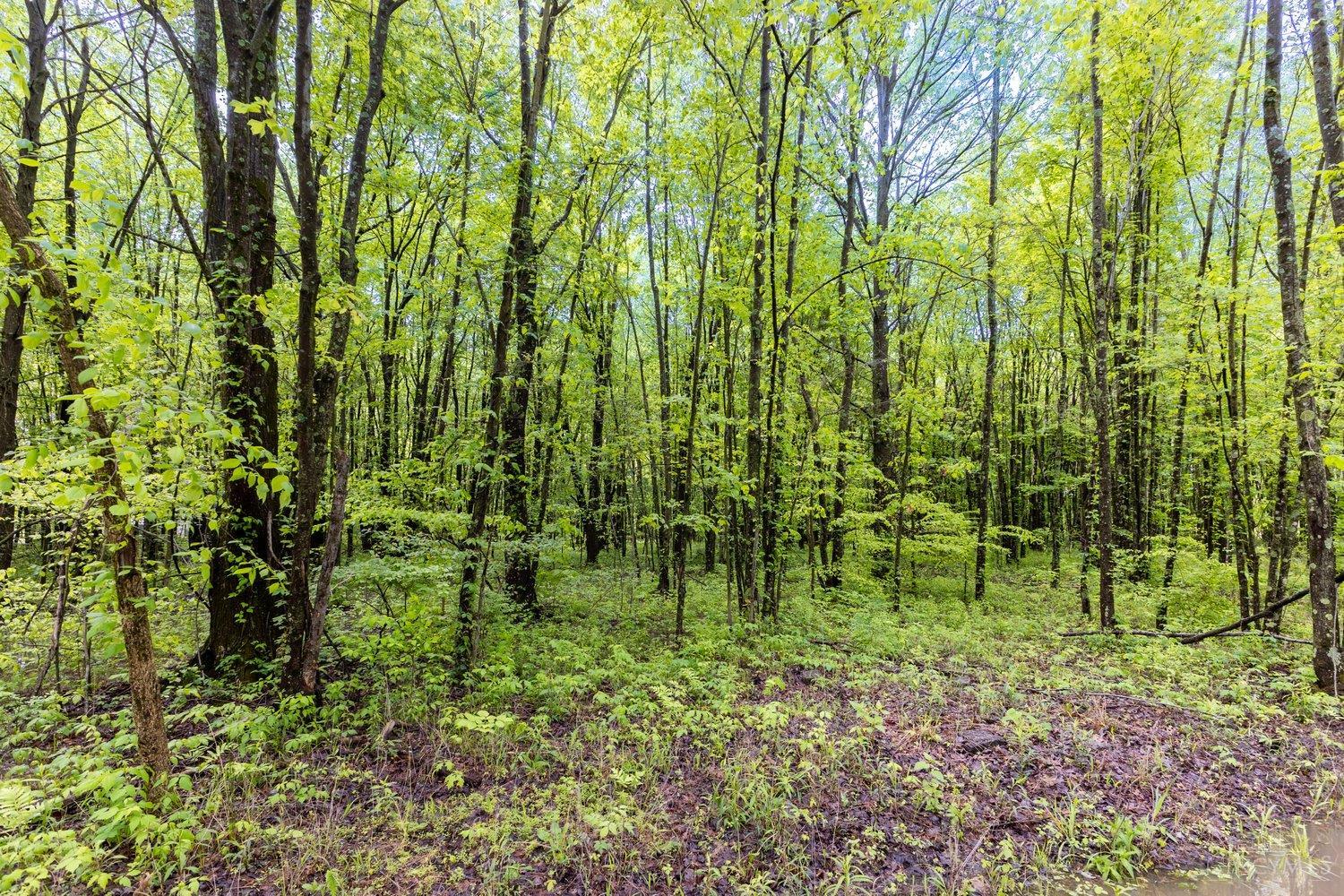 Homes for sale in Stonelick Twp, OH | 6149 Belfast Rd, Stonelick Twp, OH 45122 | MLS# 1868286