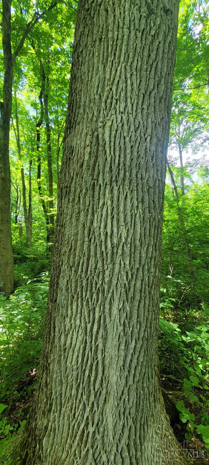20.6 Ac Buckler Rd, Monroe Twp, OH, 45157 — photo 26