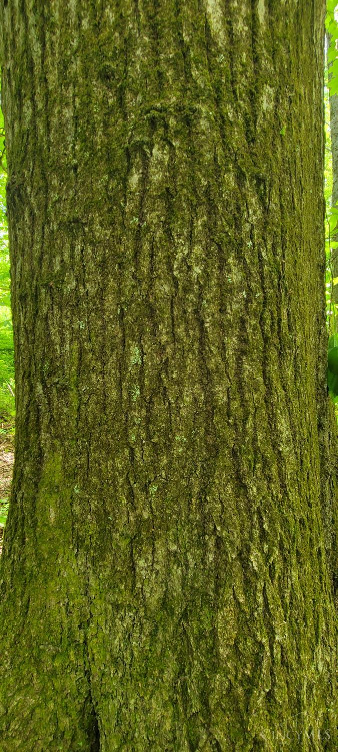 20.6 Ac Buckler Rd, Monroe Twp, OH, 45157 — photo 15