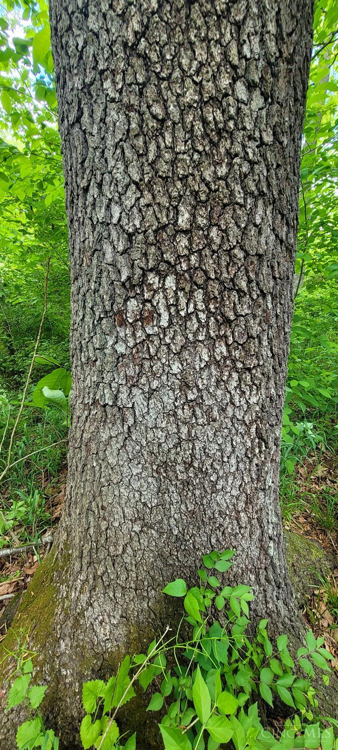 20.6 Ac Buckler Rd, Monroe Twp, OH, 45157 — photo 20
