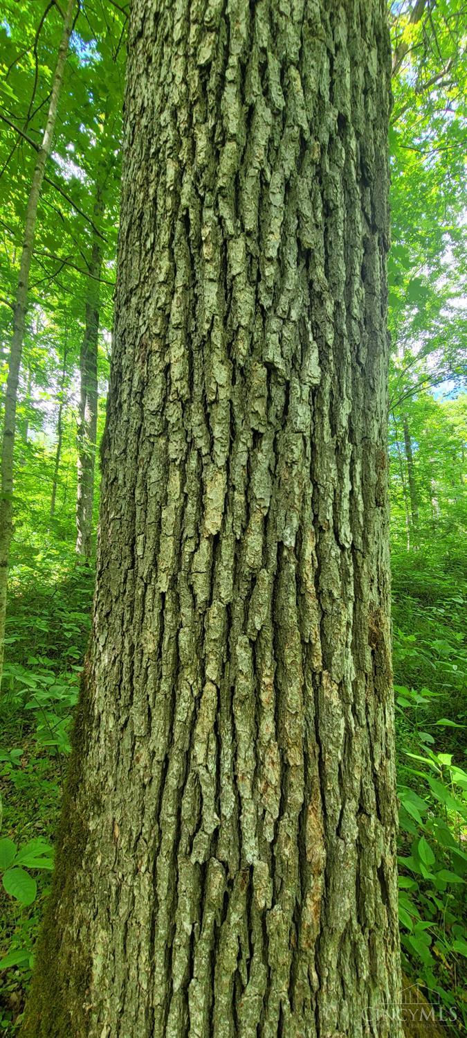 20.6 Ac Buckler Rd, Monroe Twp, OH, 45157 — photo 27