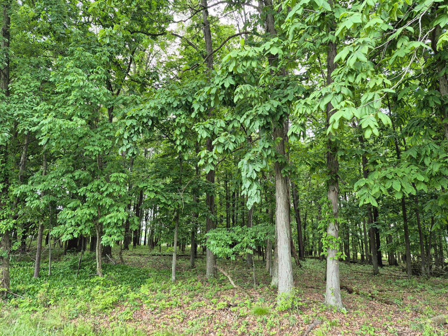 1393 Texas Drive, Jackson Twp, OH, 45171 — photo 2