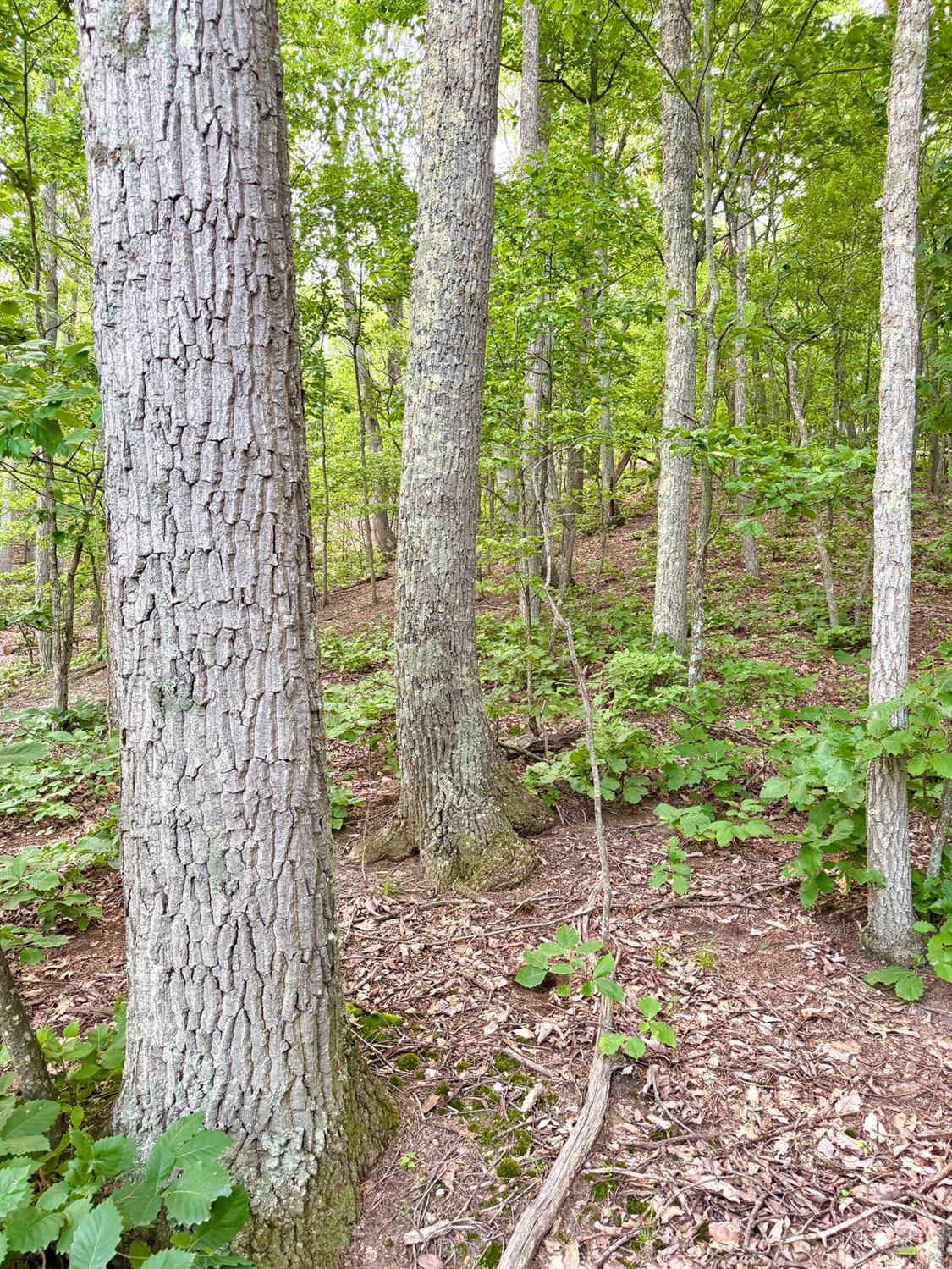 Falls Road, Paint Twp, OH, 45612 — photo 94