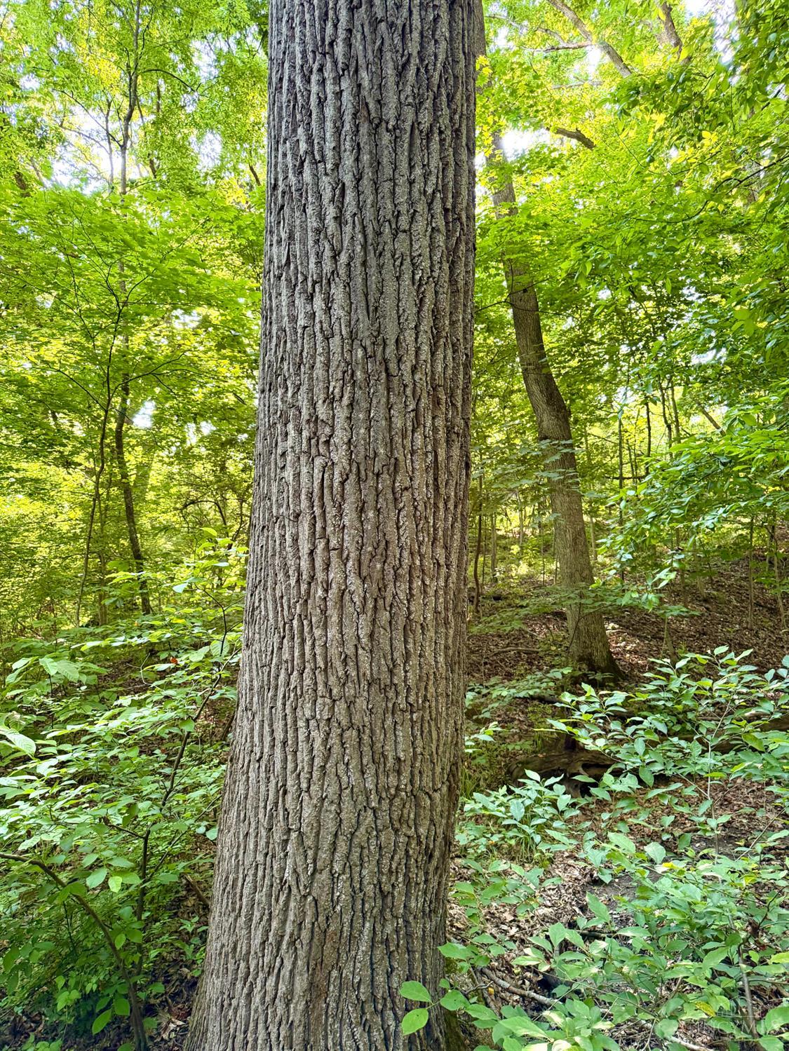 Falls Road, Paint Twp, OH, 45612 — photo 49