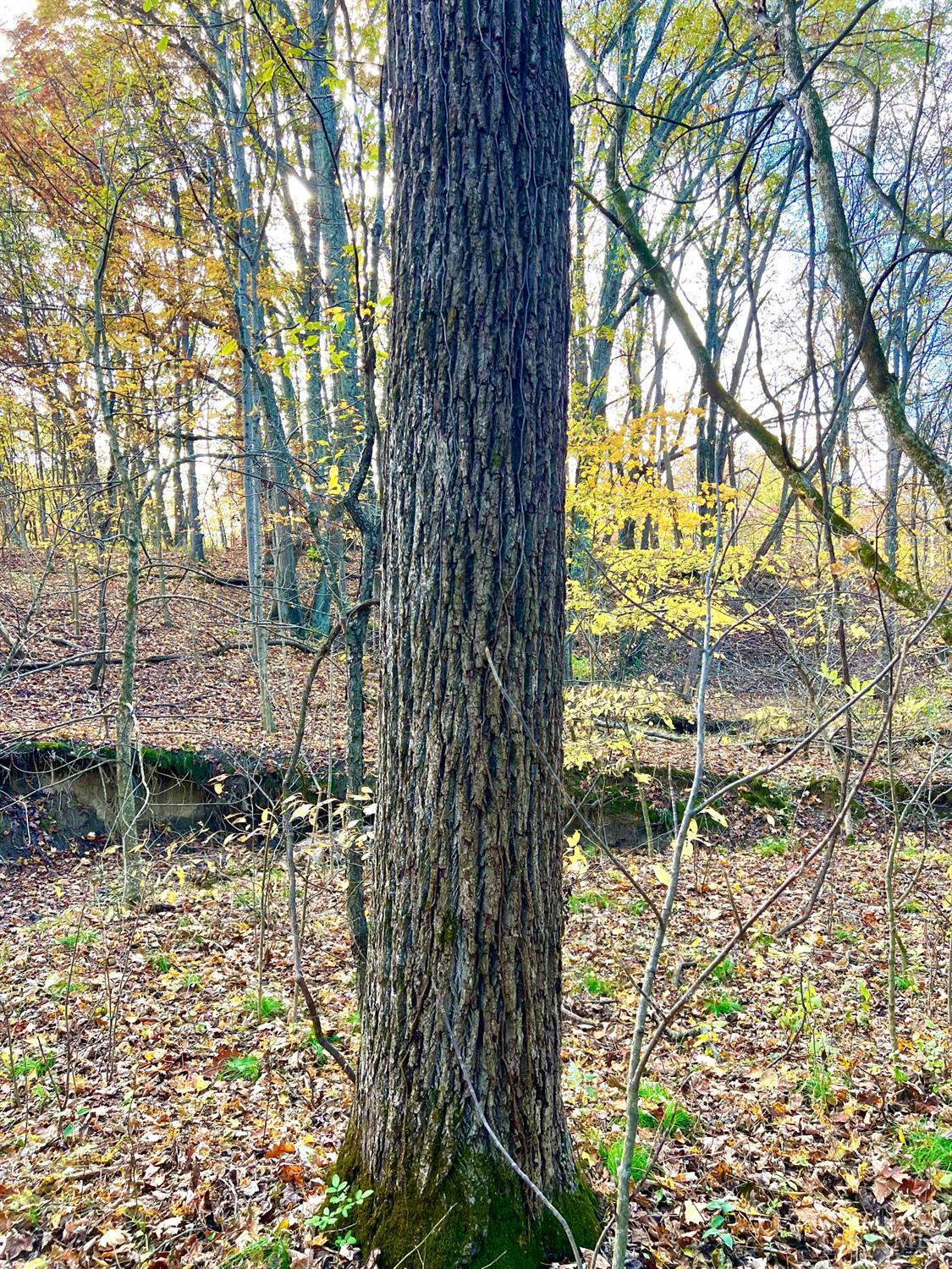 872 Mullen Road, Washington Twp, OH, 45153 — photo 4