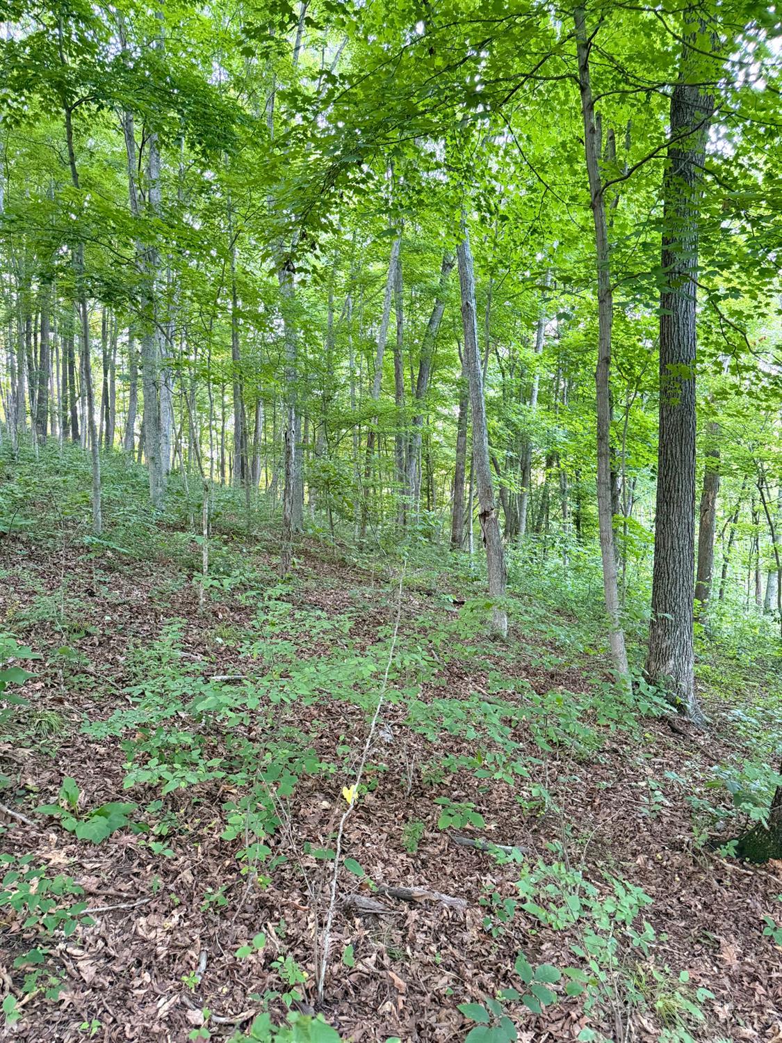 Carrs Run, Jackson Twp, OH, 45613 — photo 17