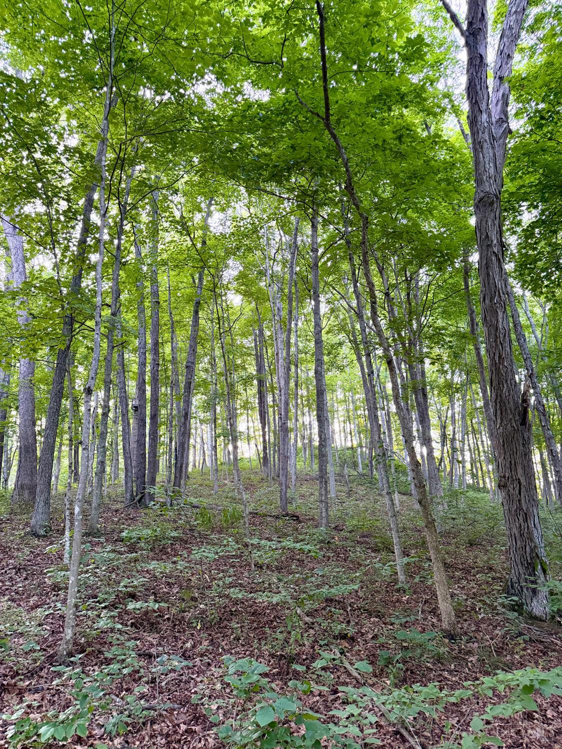 Carrs Run, Jackson Twp, OH, 45613 — photo 19