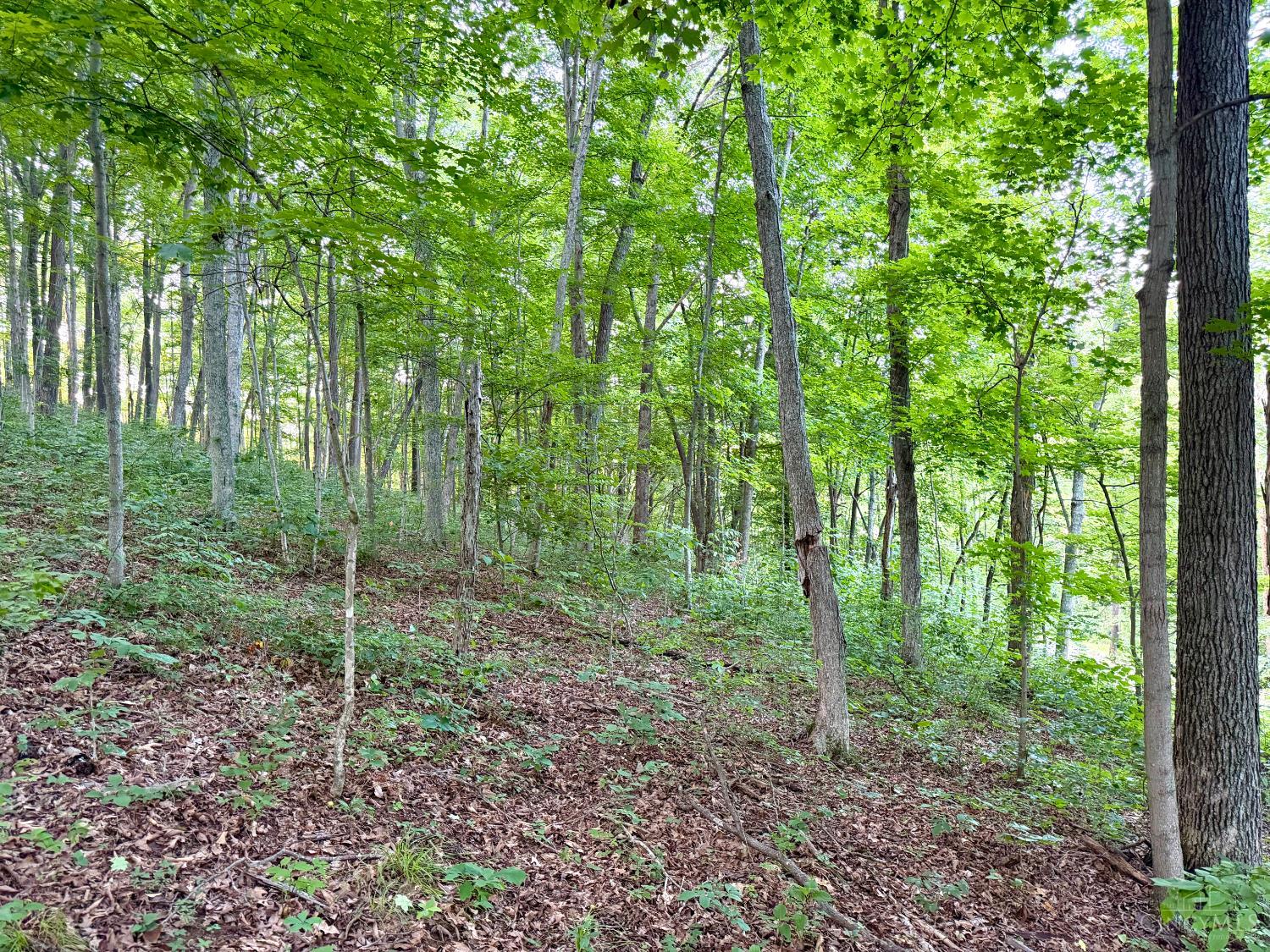 Carrs Run, Jackson Twp, OH, 45613 — photo 4