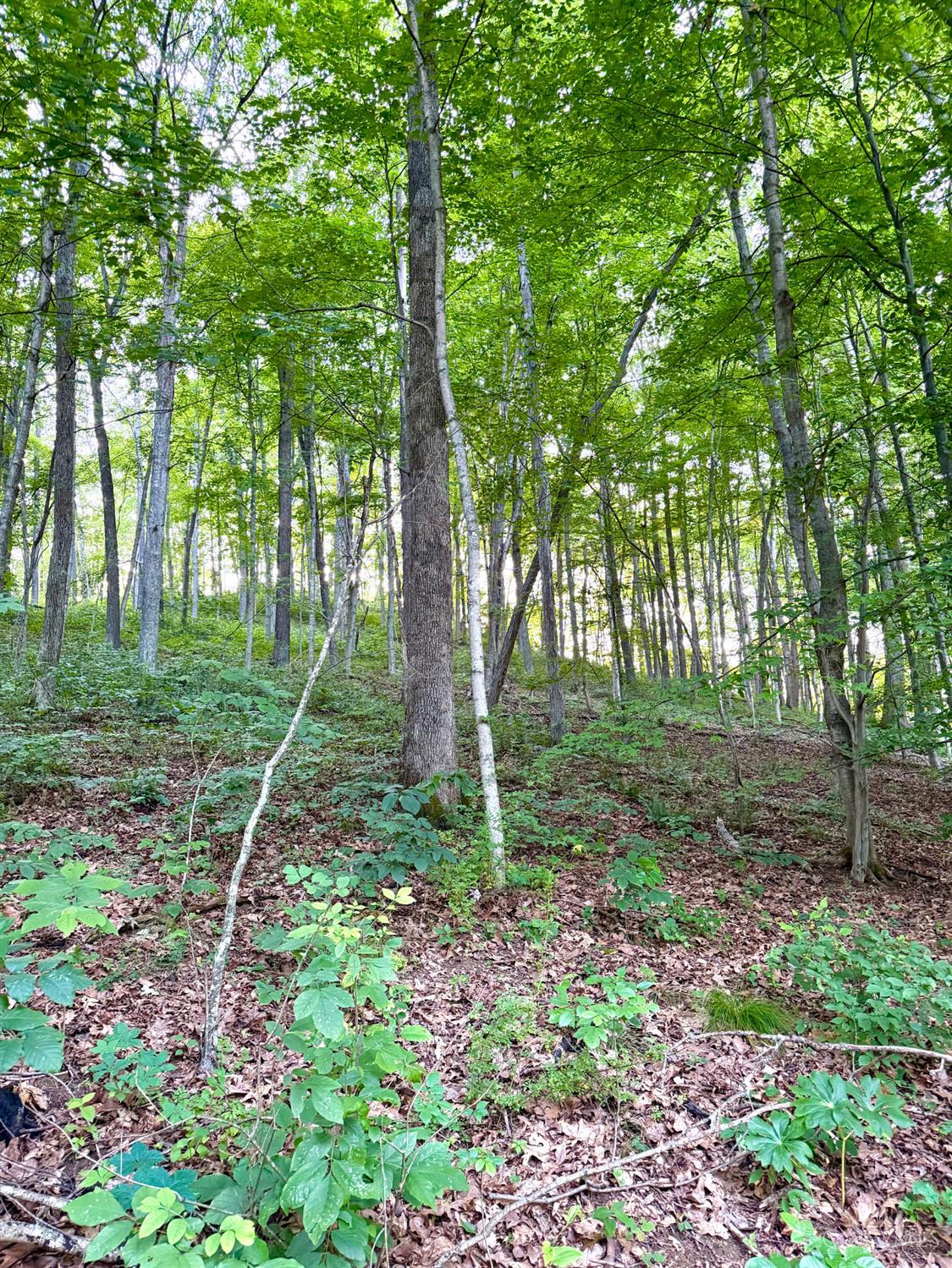 Carrs Run, Jackson Twp, OH, 45613 — photo 12