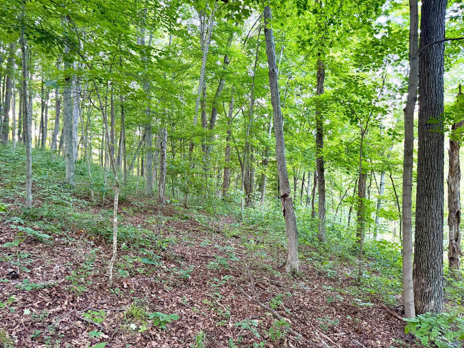 Carrs Run, Jackson Twp, OH, 45613 — photo 5